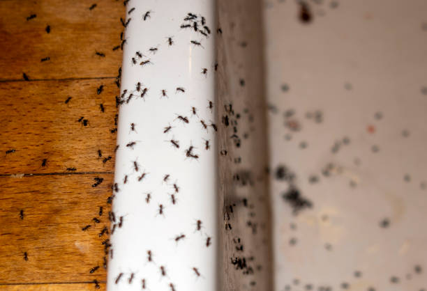 Best Commercial Pest Control Services  in Fort Rucker, AL